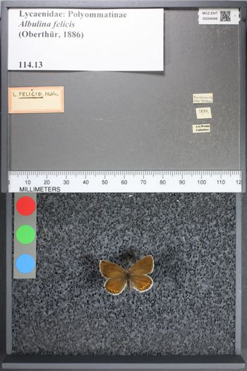 Media type: image;   Entomology 54049